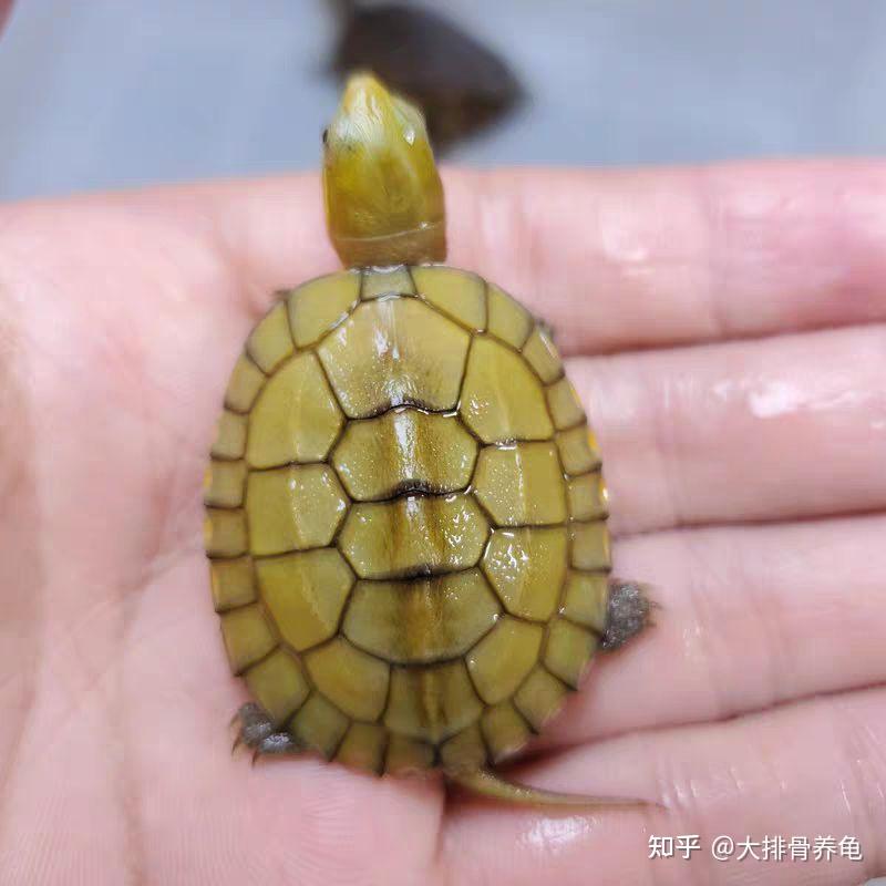 推荐一下互动性最好的龟? - 知乎