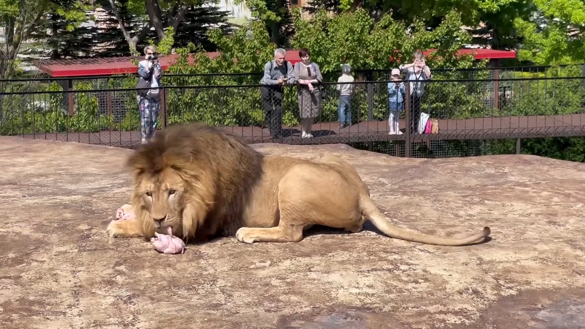 吃肉的大狮子有多凶猛