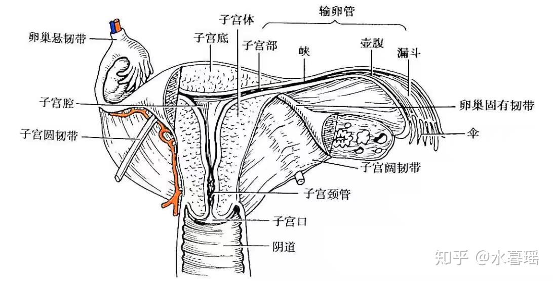 卵巢固有韧带位置图图片