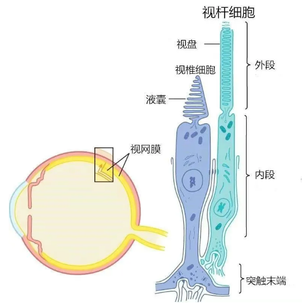 万物,但是人眼并不能分辨所有的颜色,这是由于视锥细胞的种类决定的