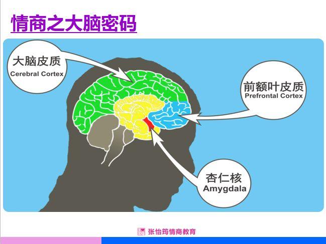 来自大脑当中的杏仁核,而管理情绪及理性做决定的脑区则是前额叶皮质