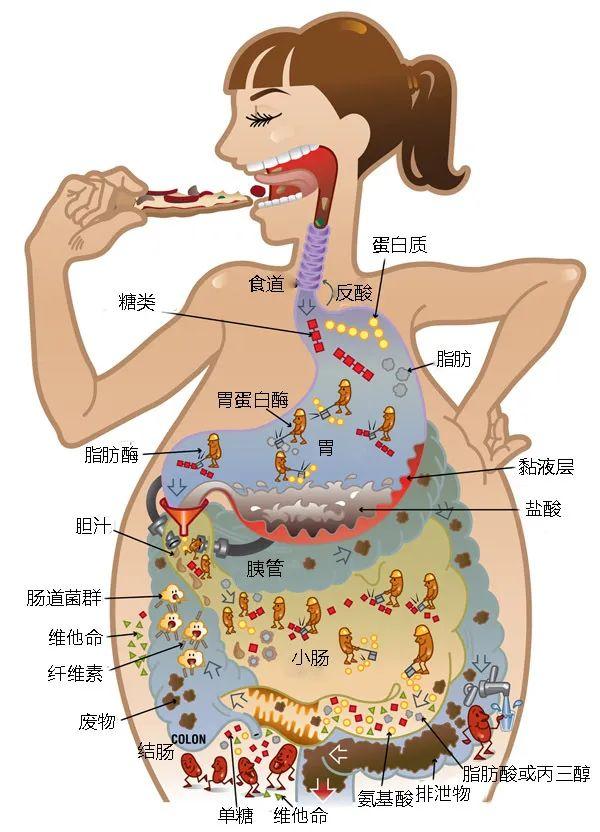 食物残渣,连同消化道脱落的上皮细胞,肠道细菌等在消化道末端形成粪便