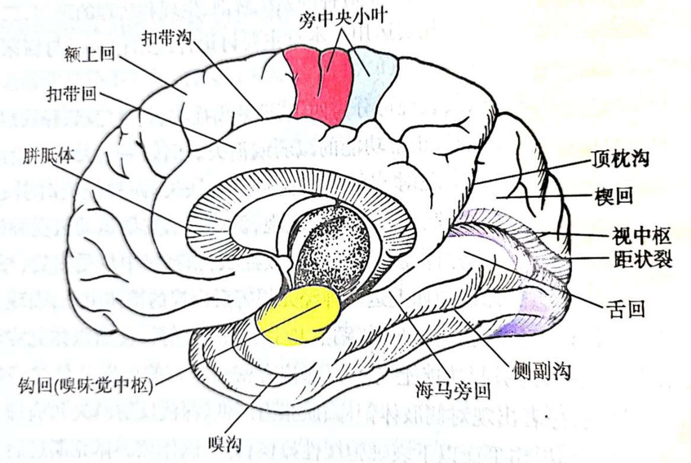 中央旁小叶解剖图图片