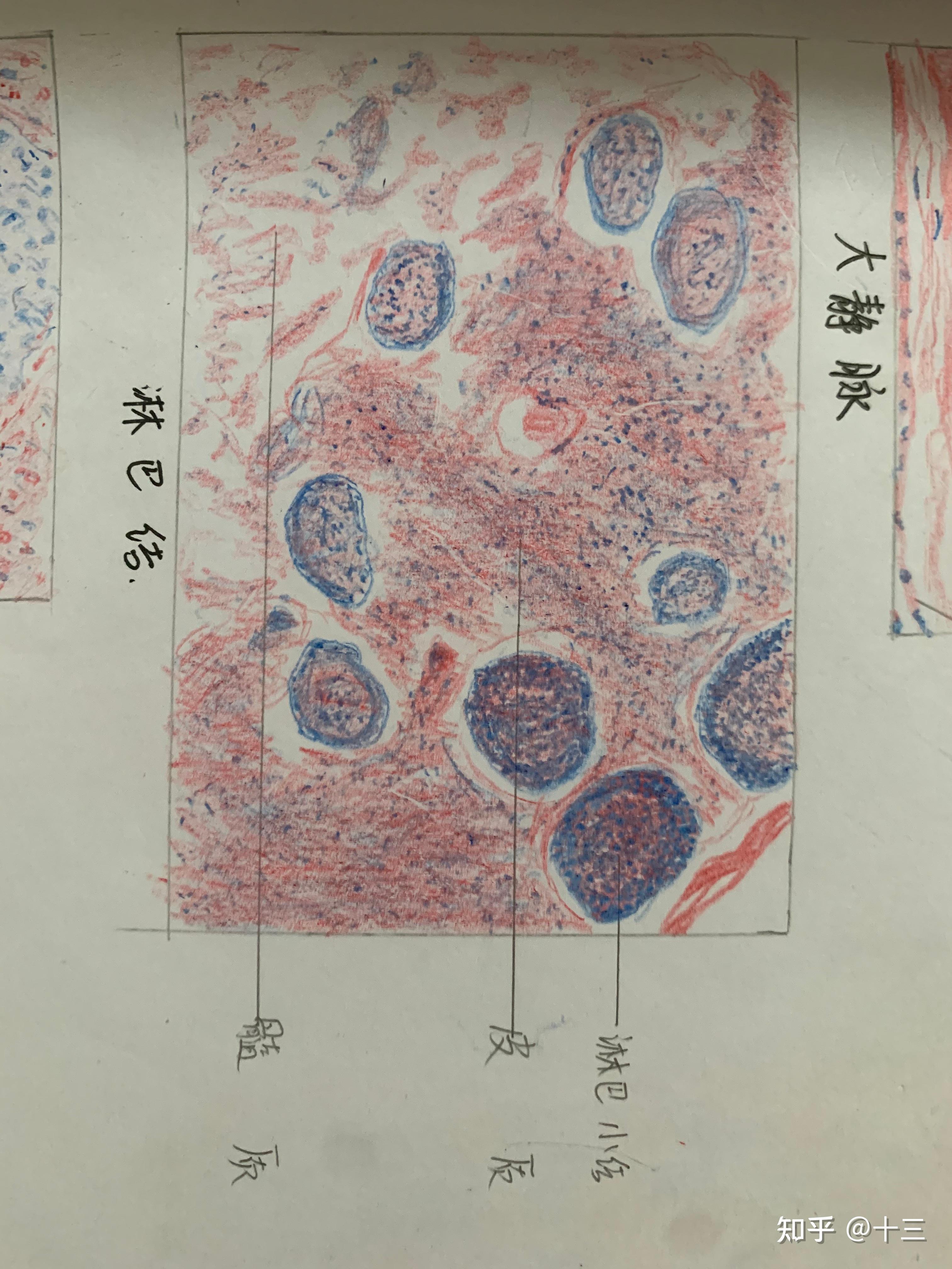 疏松结缔组织绘画图图片