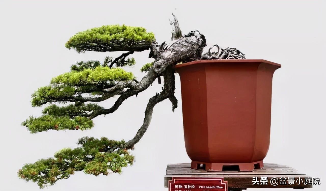 凌霄》大阪松 沈水泉藏品在今天,被人们誉为"百木之长",素有"劲松","