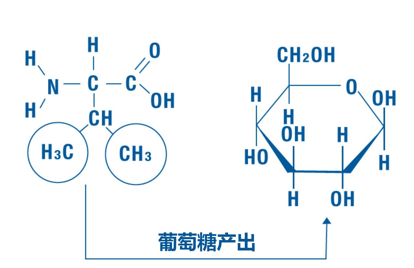 缬氨酸的甲基碳可用作产生葡萄糖,以及最终产生糖原.