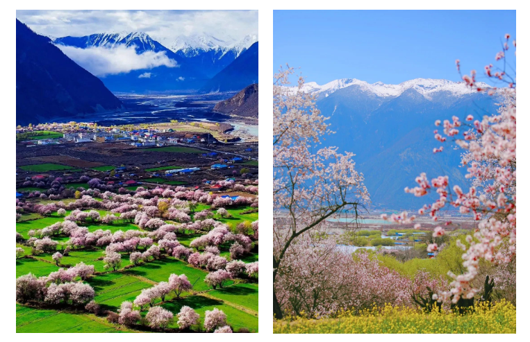 林芝作为全西藏海拔最低,最不像西藏的地方,漫山遍野的野桃花,和雪山