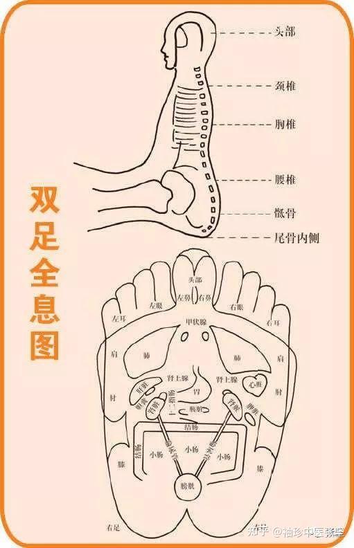 全息舌诊脏腑图解图片