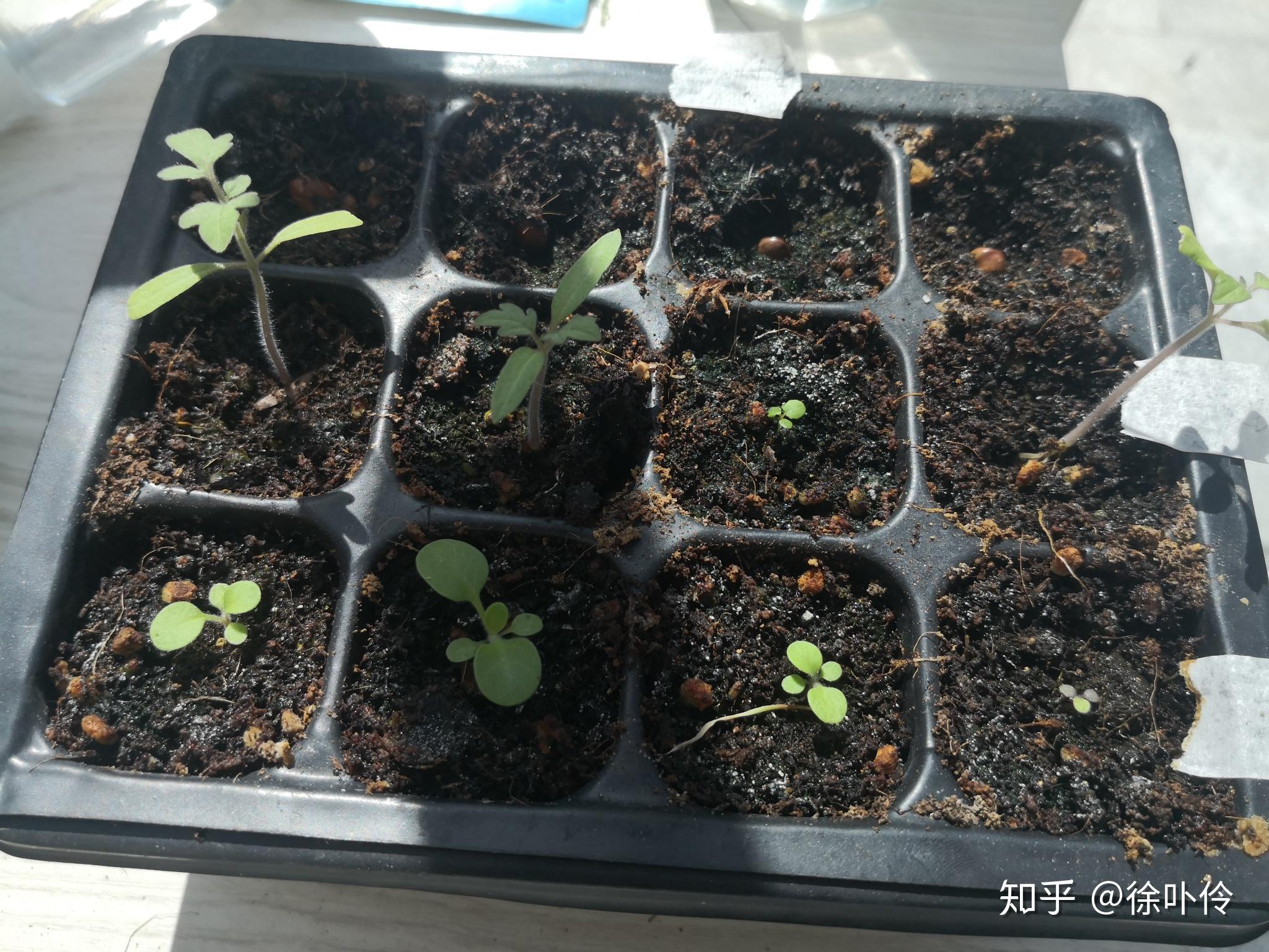 有什么简单的种花技巧吗