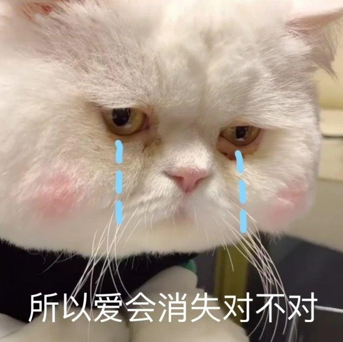 流泪猫猫头达咩表情包图片