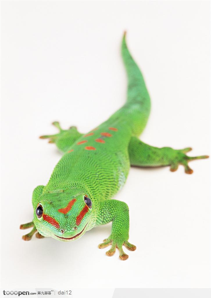 为什么少见有绿色的动物