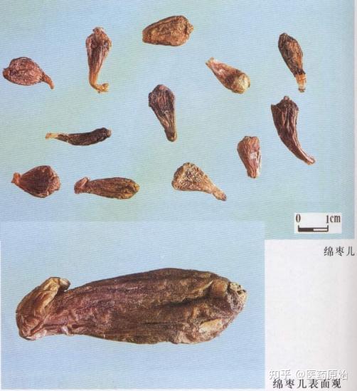 带你识别薤白 医药原始 中药真伪鉴别中药图谱看图识药中药基源中药