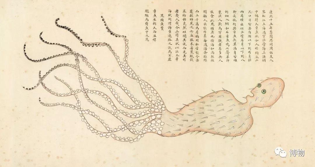 《海错图》里的"寿星章鱼《海错图》里几度出现了章鱼,但好多都怪怪