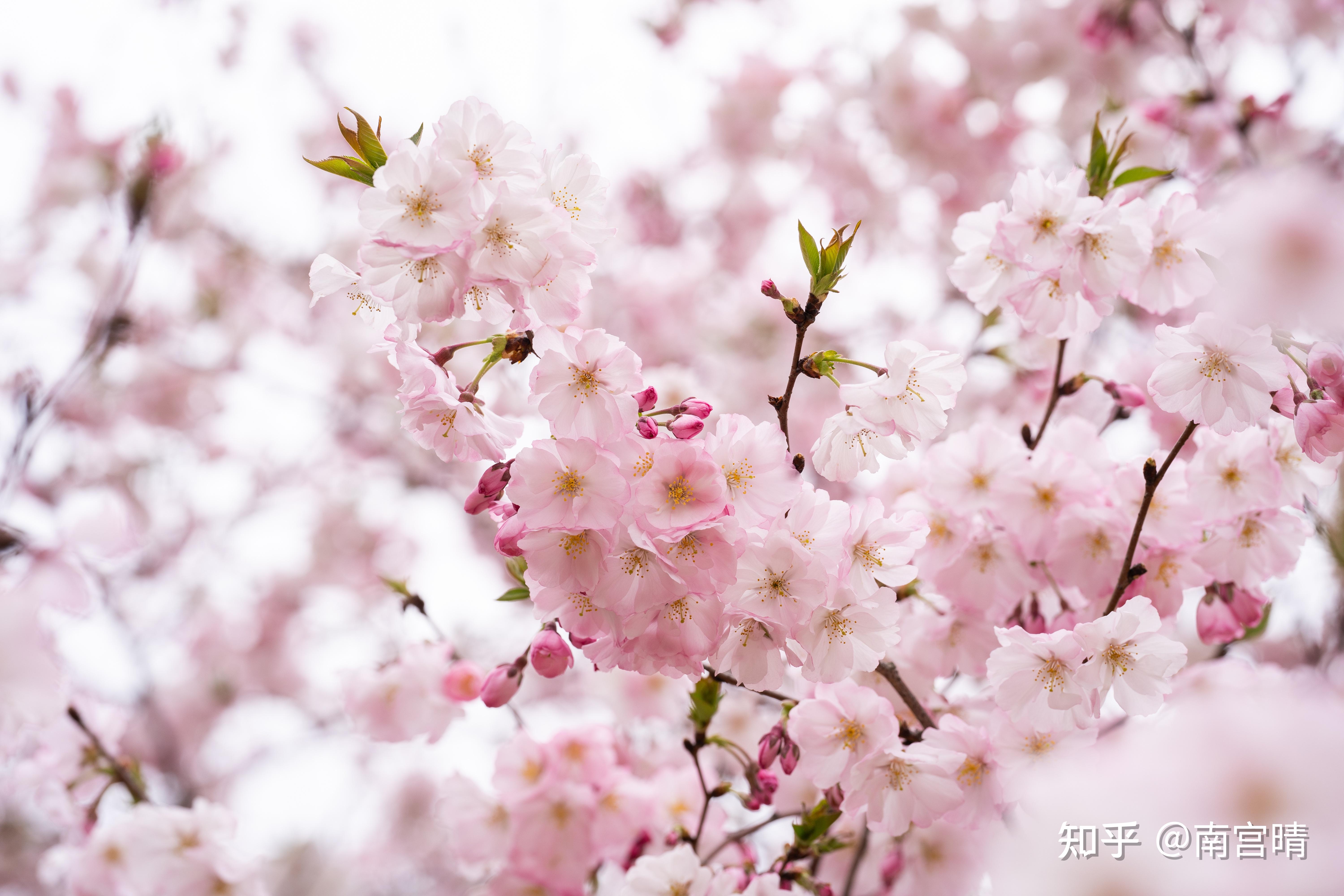 春季常见樱花有哪些?如何区分早樱、中樱、晚樱? - 知乎