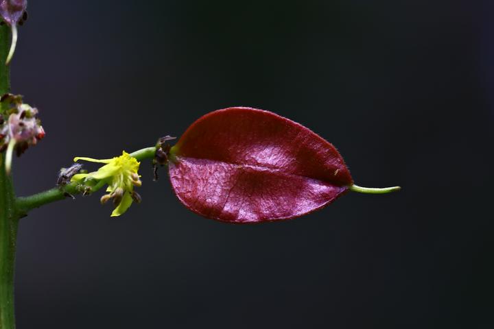 秋-木樨风外有栾花 - 知乎