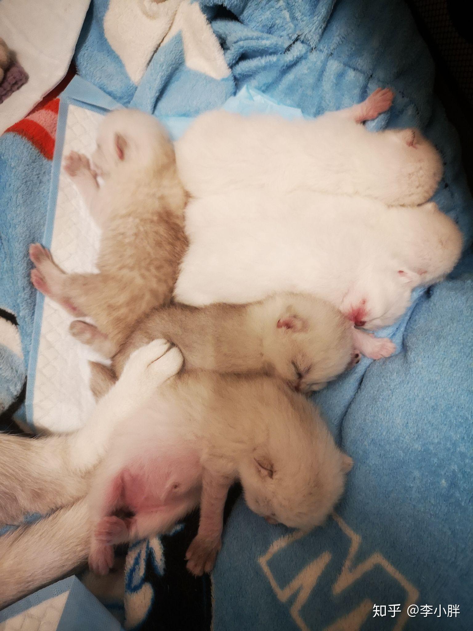 银渐层小猫5月六号出生的萌的不要不要的