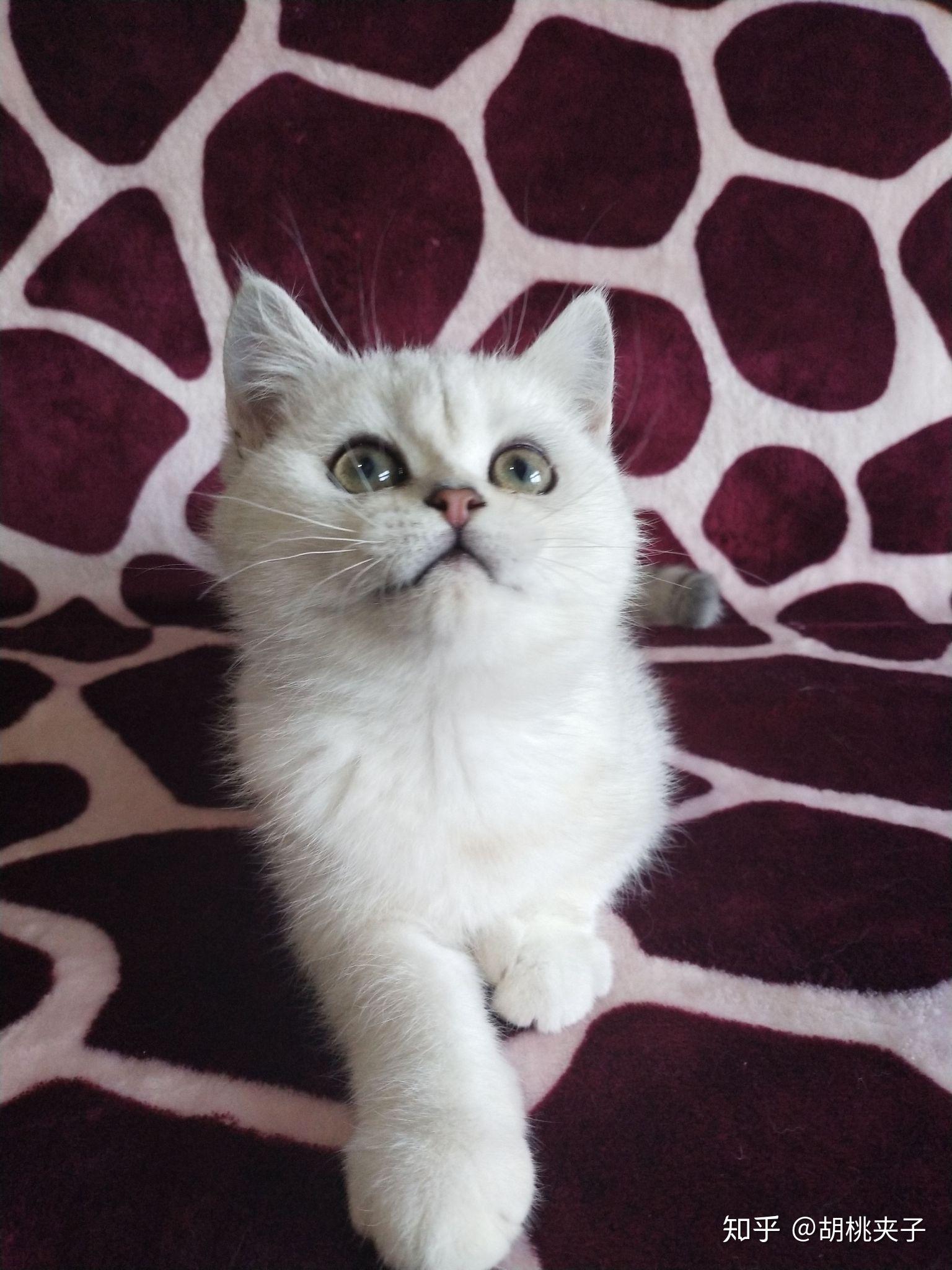 养一只银渐银点猫蓝眼是怎样的体验