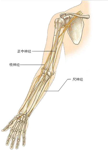 手臂上的桡神经,尺神经和正中神经是控制人体手部的三大神经
