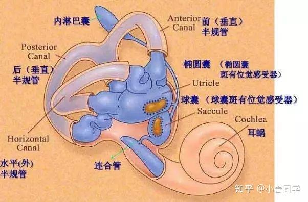 梅尼埃病是一種特發性膜迷路積水的內耳病,表現為反覆發作的旋轉性