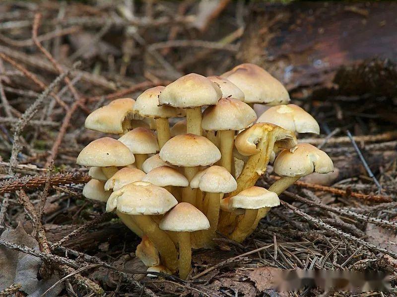 【真菌界全系列-38】伞菌目—球盖菇科 - 知乎