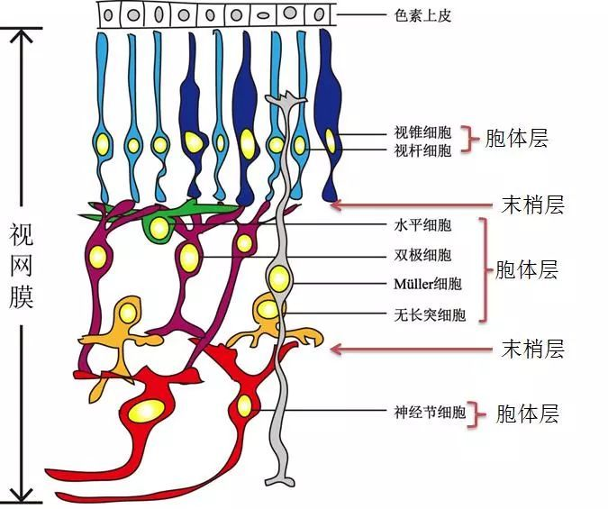 视力一直在下降但是手机和电脑又必须要用怎样才能减缓视力下降