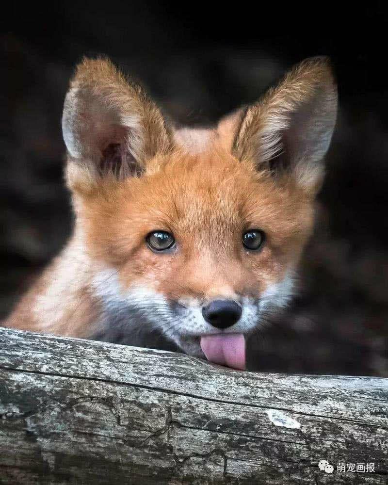 为什么《疯狂动物城》里的狐狸尼克会让人觉得帅? - 知乎