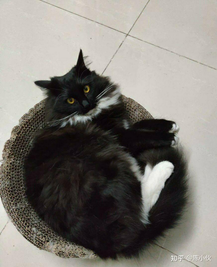 狮子猫除了白色还有别的颜色吗? - 知乎