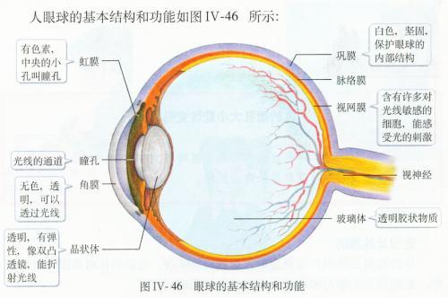爱眼护眼 眼睛结构示意图 构造详解 知乎 爱眼护眼 眼睛结构示意图 构造详解 知乎