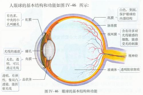 爱眼护眼 眼睛结构示意图 构造详解 知乎