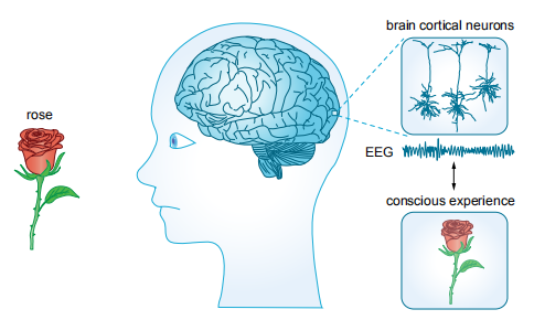 16:17:05all cortical neuronsprincipal pyramidal neurons, which