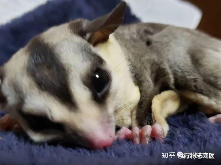 新宠到家蜜袋鼯饲养须知