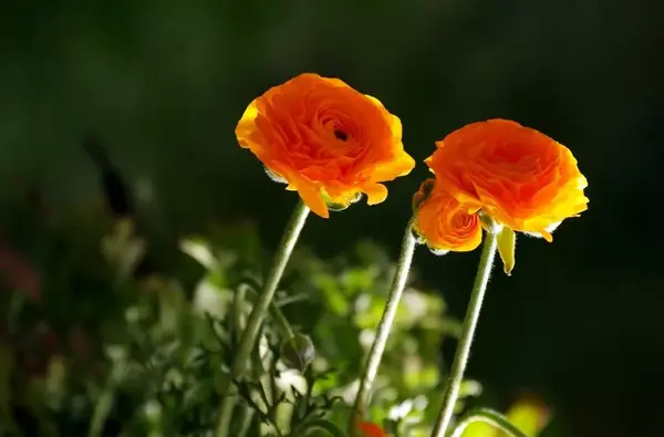 二月花事 草本花卉篇 知乎