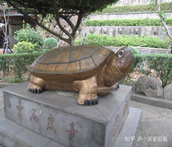 园林中的图像 :鼋龟 - 知乎