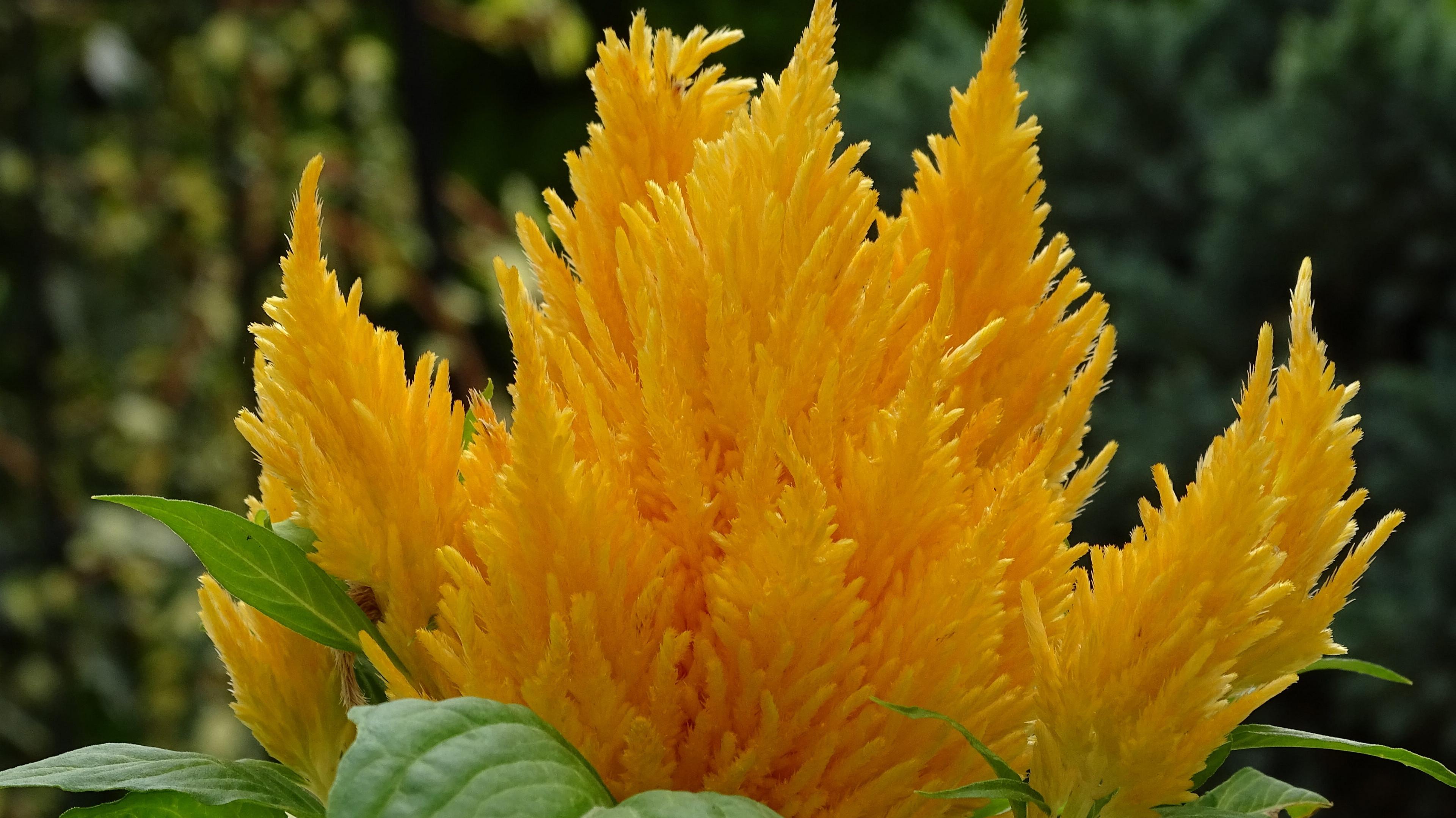 图集分享一组高清鸡冠花壁纸欢迎收藏