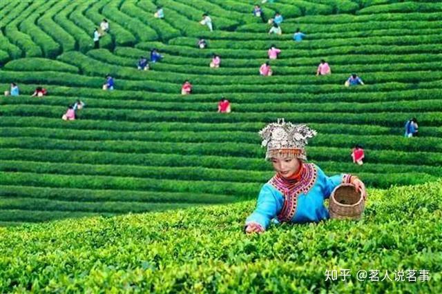 茶界前辈庄晚芳评:“雪芽芳香都匀生,不亚龙井碧螺春” - 知乎