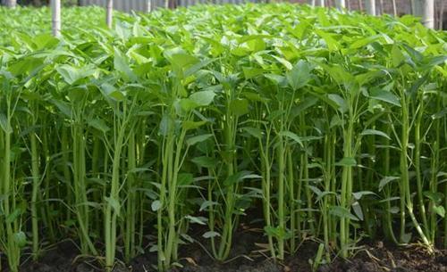 空心菜科学种植种植时间施肥方案园区管理