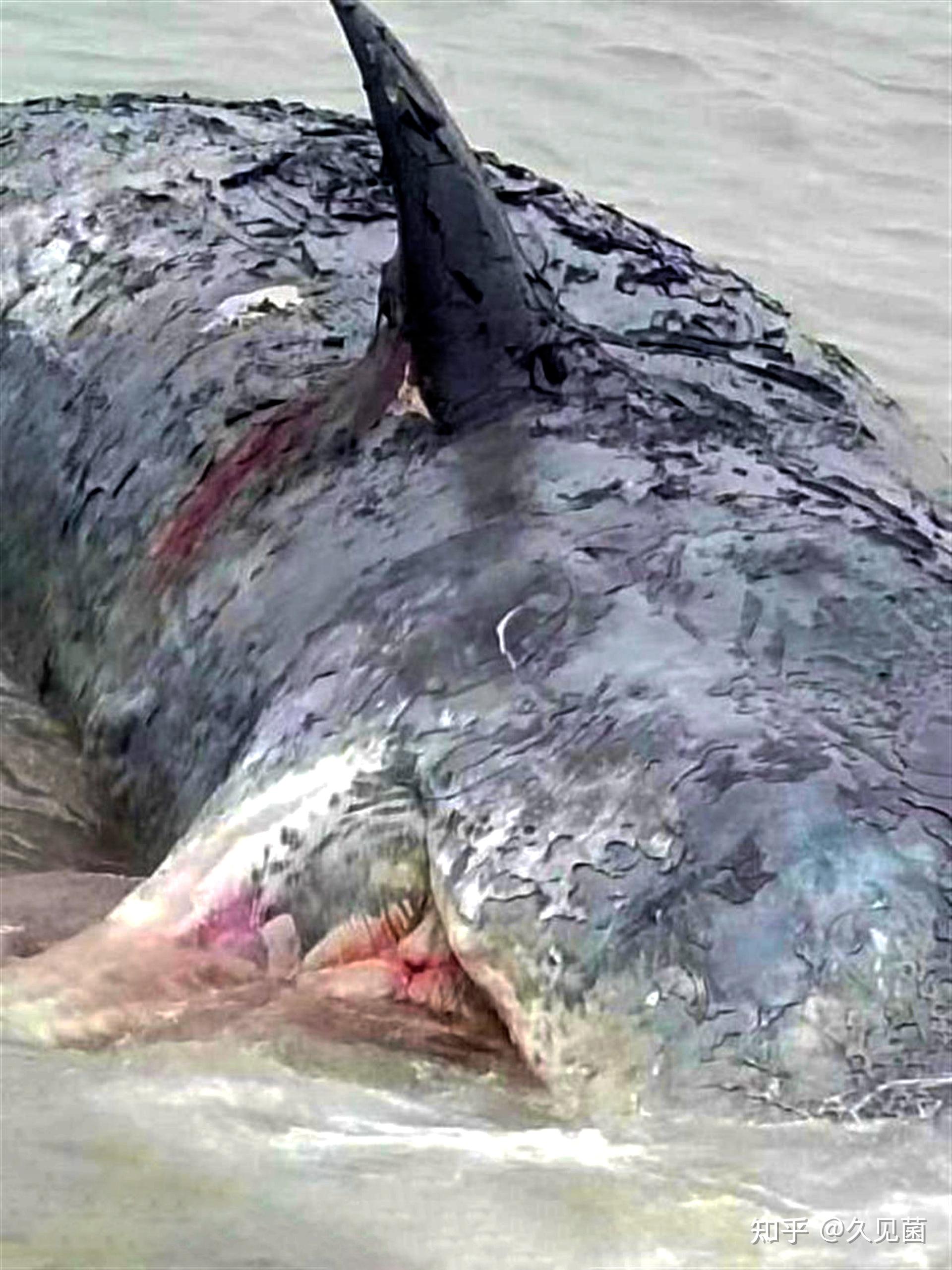 鲸爆正在倒计时宁波海现滩搁浅抹香鲸尸体鲸爆该如何阻止