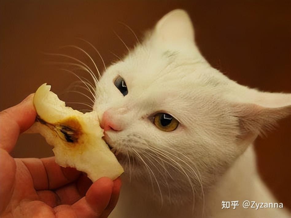 拉格多尔猫图片