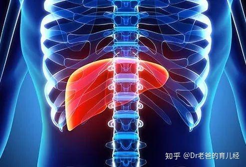 人体肝脾肾位置图图片