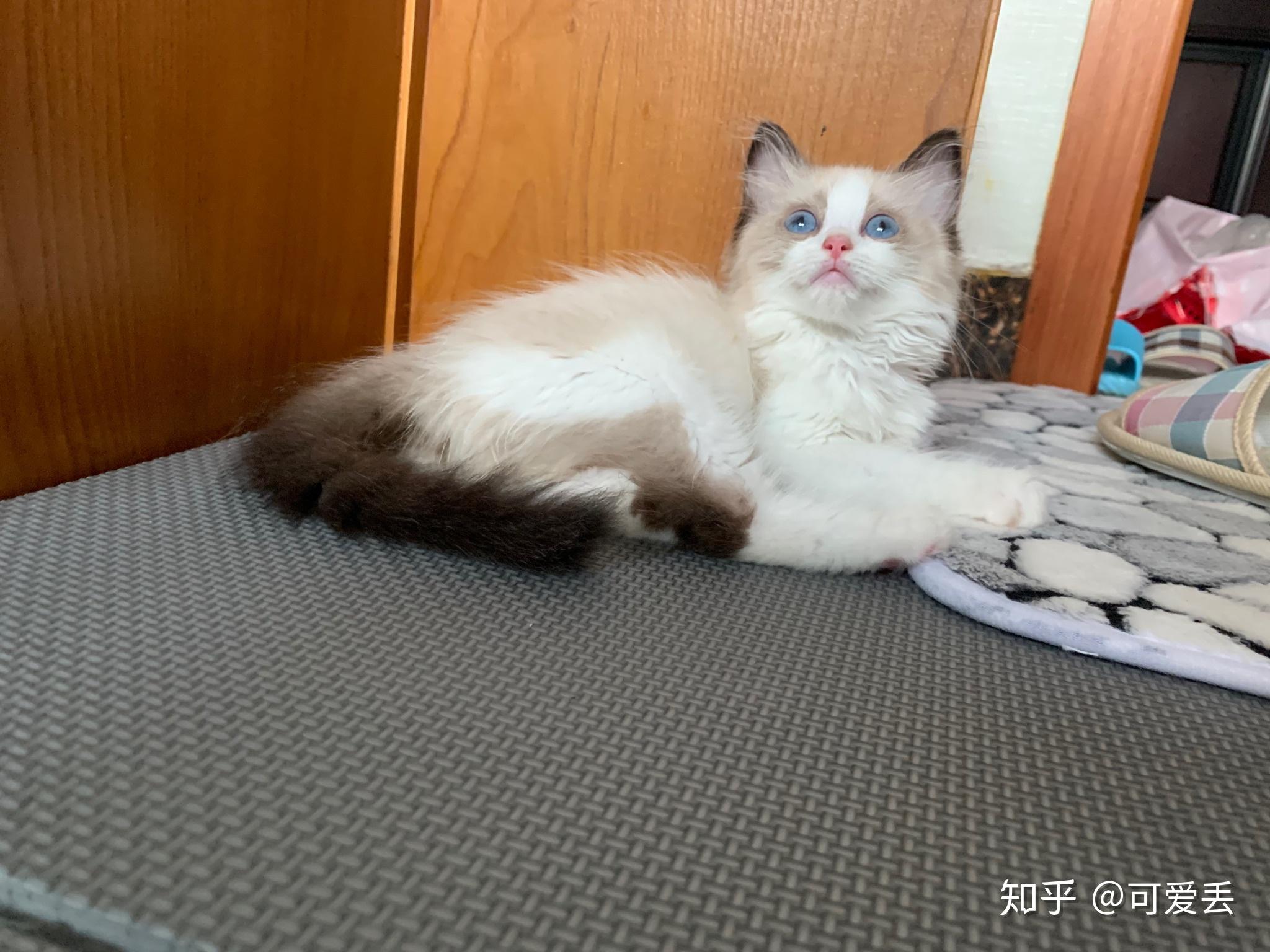 求问我家的布偶猫品相如何面具正吗
