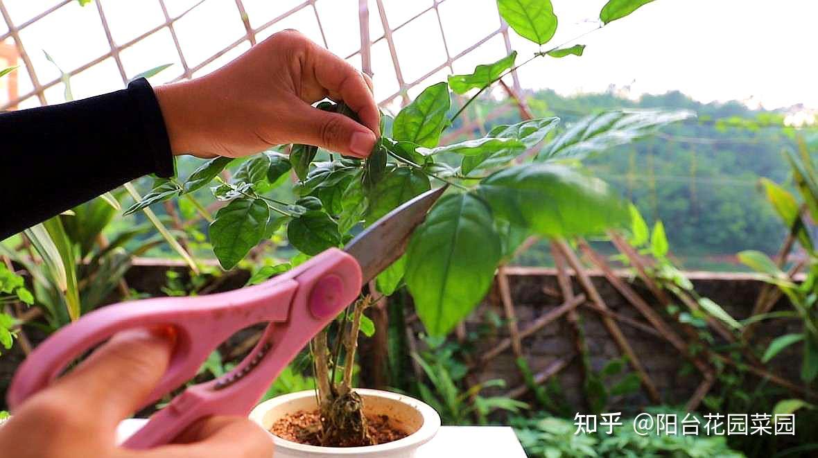 茉莉花是非常耐修剪的,它的生長過程就是在不斷修剪不斷開花,不斷冒