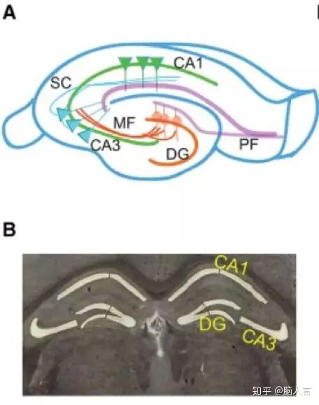 大鼠海马结构解剖图图片