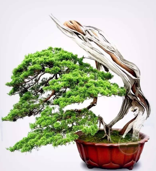 舍利干 盆景起源于中国还是日本 知乎