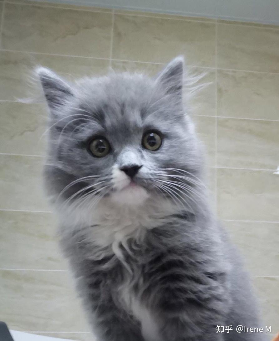 有人试过布偶猫和蓝猫配种的吗