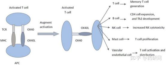 OX40/OX40L：癌症及自免疫明星靶点 - 知乎
