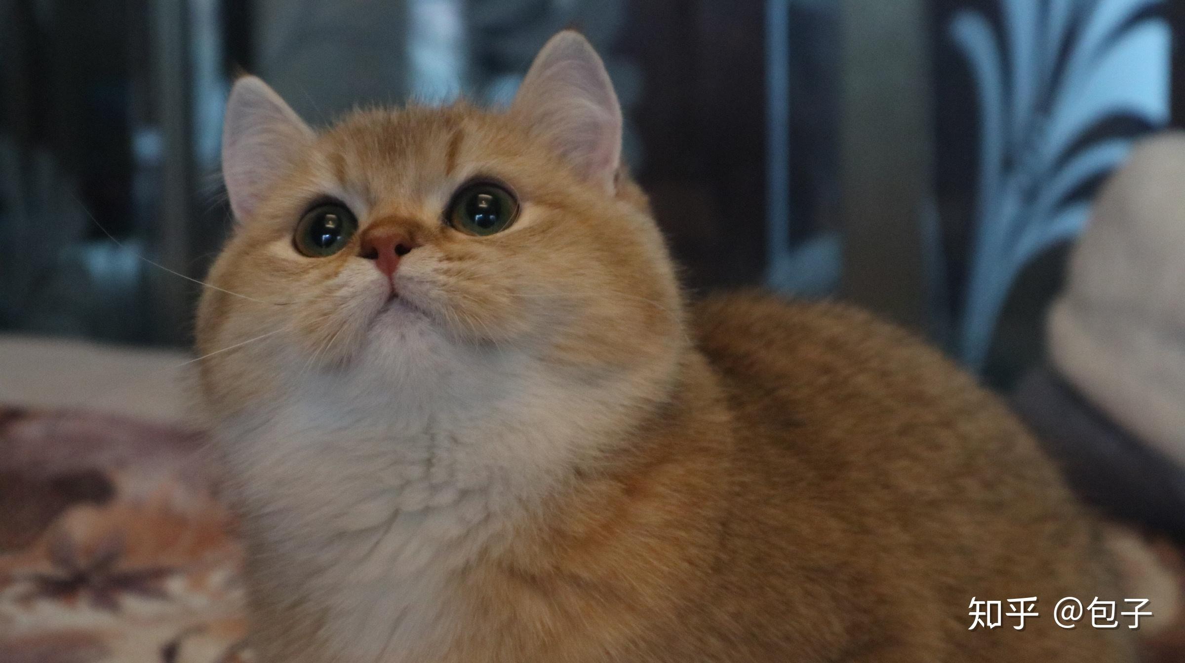 昨天刚买了一只金渐层公的,我想问这个品相值8000吗? - 知乎