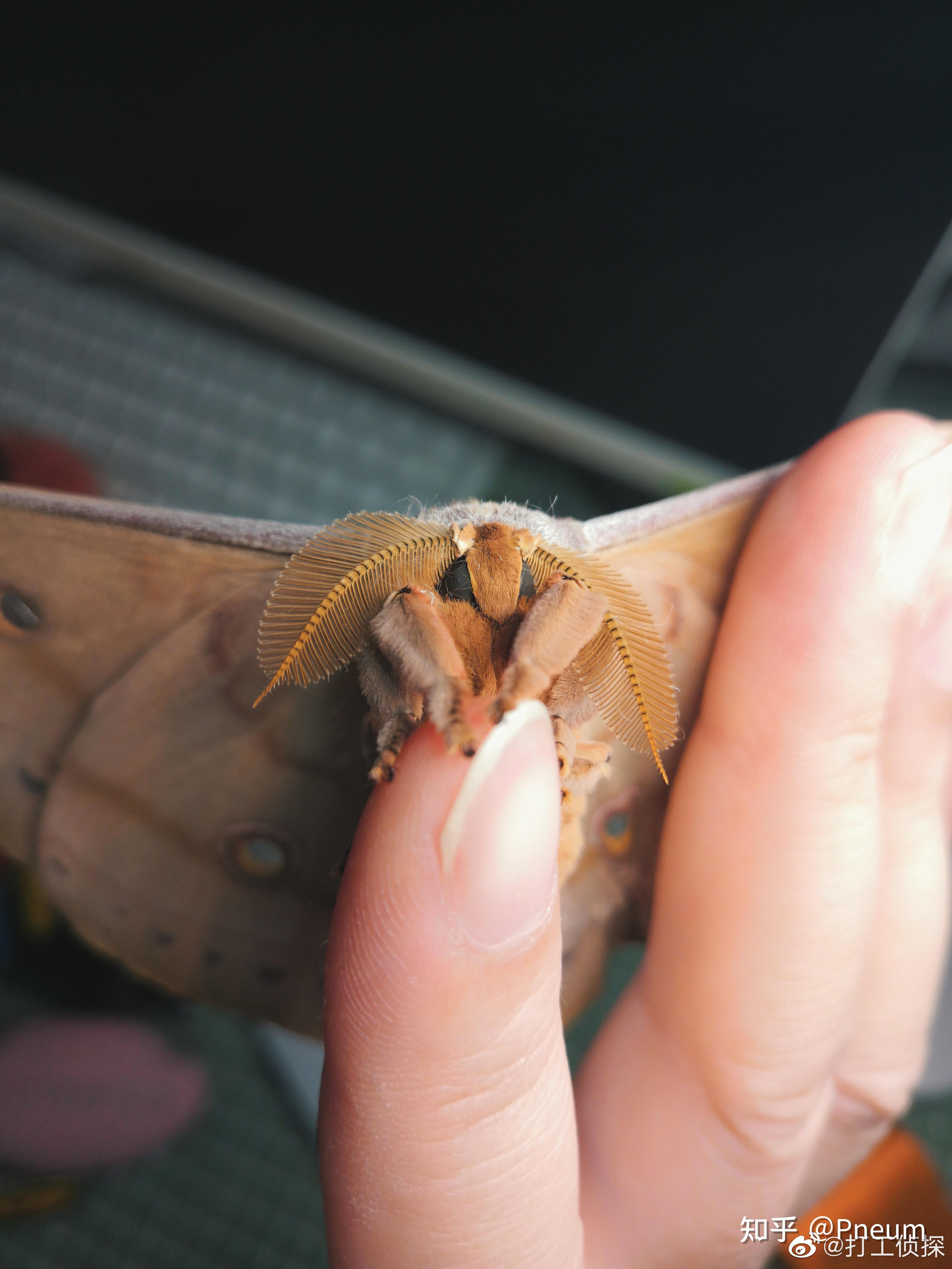 蛾子到底有多可爱? - 知乎