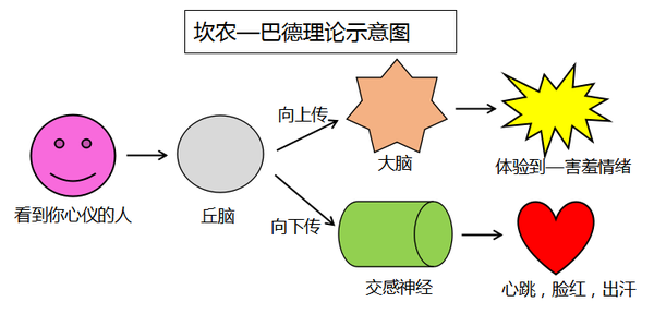 该理论的主要观点:情绪体验和生理变化是同时发生的,它们都受丘脑的