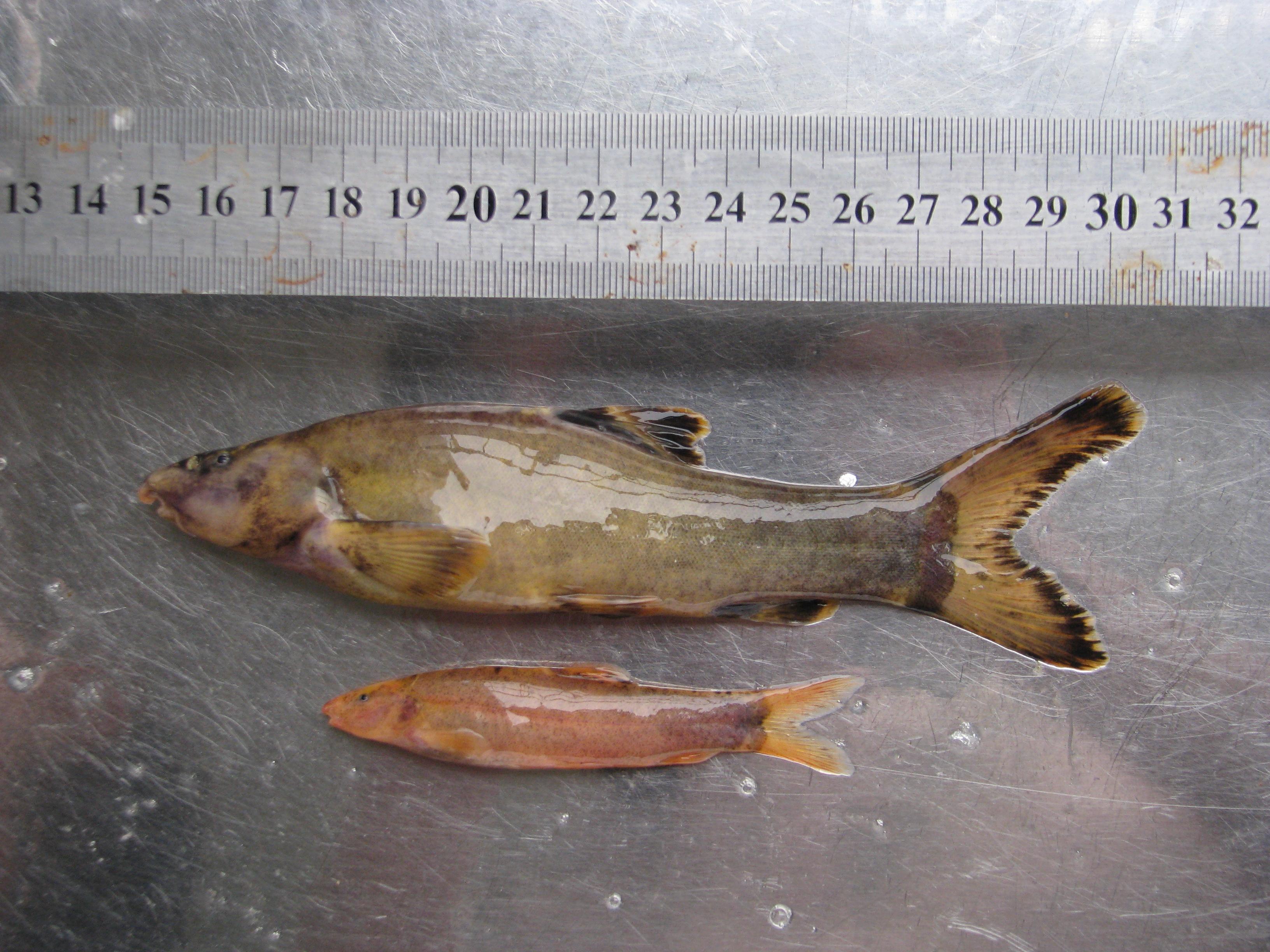 山海经北山经异域奇兽古今对照整理东次四经篇