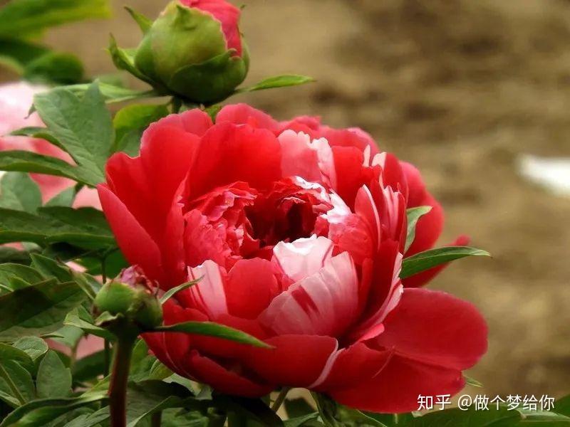 非遗文化—绒花 - 知乎